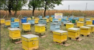 За субсидии на пчелен кошер настояват пчелари от Добричко
