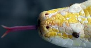 Американските власти са забранили внасянето в страната на четири вида змии