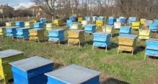 Бюджетът за подновяване на кошери от Националната програма по пчеларство е изчерпан
