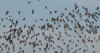 1000 водолюбиви птици от 10 вида бяха регистрирани около язовир 