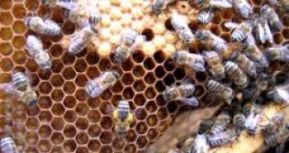 Бургас е един от районите, в които интересът към програмата по пчеларство е доста голям