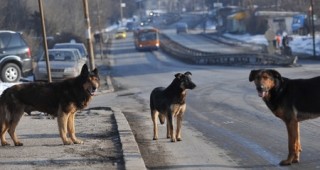 Ново преброяване на уличните кучета ще започне в Добрич