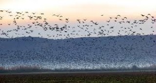 Зимуващите водолюбиви птици в Бургаско са със 100 хил. по-малко