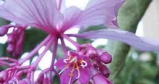 Изследователи откриха на островите Фиджи непознато досега цвете