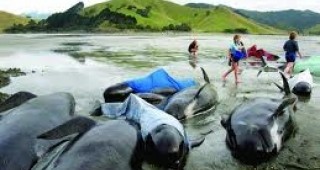 Група от 90 кита заседна край бреговете на южния остров на Нова Зеландия