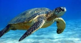 В САЩ създадоха резерват за най-големите морски костенурки в света