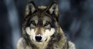 Откриват сезона за лов на вълци в Уисконсин