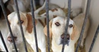 Български организации за защита на животните организират протест