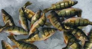 ИАРА налага ограничения в риболова през 2012 г.