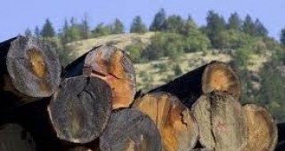 В Сливенско задържаха незаконно превозвани дърва за огрев