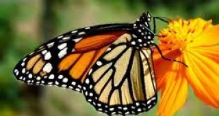 Природолюбители избраха 2012-та за година на пеперудите
