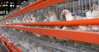 Наказателна процедура срещу България заради неуголемените клетки за кокошки носачки