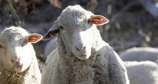 Нов вирус по овцете, козите и говедата е открит в няколко европейски страни
