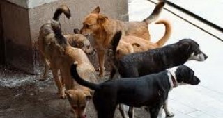 Мерки срещу бездомните кучета приеха в Стара Загора