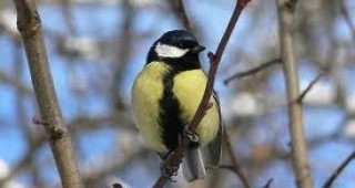 Стартира онлайн конкурс за избор на птица-символ на София