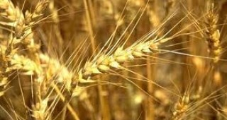 Високите температури могат да причинят намаляване на добивите от пшеница