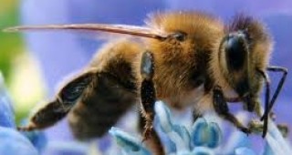 Сицилианската черна пчела не е изчезнала напълно