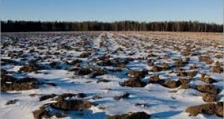 Ниските температури в Бургаско се отразяват зле на посевите