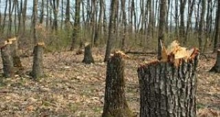 Общинско звено ще управлява горските територии в Стралджанско