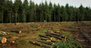 Продажбата на дървесина ще продължи да се осъществява през стоковите борси