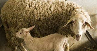 За периода 2009-2012 г. са нотифицирани 22 схеми на държавни помощи, насочени към животновъдството