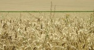 Ниските температури в Добричко заплашват от измръзване пшеничените посеви