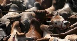 186 животновъдни стопанства в Германия са засегнати от вируса на Шмаленберг