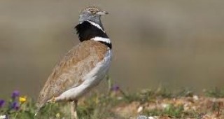 В района на крайморска Добруджа откриха рядка за България птица