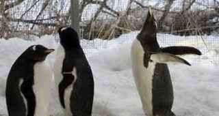 Пингвините в столичния зоопарк бяха прибрани на топло