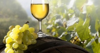 Отбелязват празника на виното, лозата и веселието в местността Беш бунар в Карлово