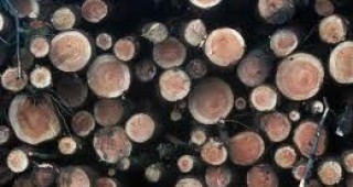 Осигурени са 60 куб. м дърва за населението на с. Бисер от Югоизточното държавно предприятие