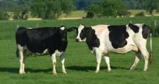 БАБХ проведе кръгла маса за подобряване качеството на суровото краве мляко