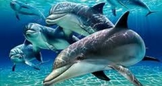 Най-малко 264 мъртви делфини бяха открити по северното крайбрежие на Перу