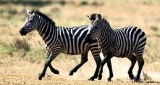 Черно-белите ивици на зебрите ги пазят от ухапванията на конски мухи