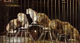 Гърция забрани използването на животни в циркове, гастролиращи на нейна територия