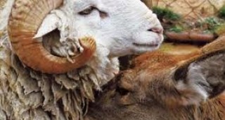 Китайска зоологическа градина ще проведе сватба за овен и кошута