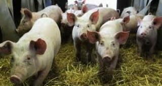 Повечето свинеферми у нас са изпълнили евроизискванията за хуманно отношение към животните