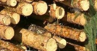 Стартът на борсовата търговия с дървесина беше отложен