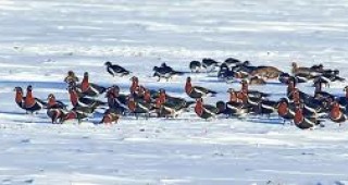 Български орнитолози ще следят миграционния път на застрашените от изчезване червеногуши гъски