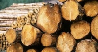 Шестте държавни горски предприятия ще пуснат за продажба по 200 куб. м дърва за огрев