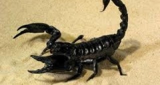 Скорпионите могат да виждат с цялото си тяло