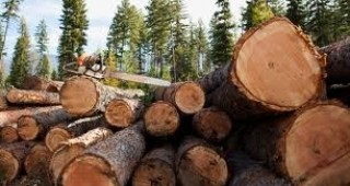 Постигнато е споразумение с браншовите организации дървесината да се търгува и на трите стокови борси в страната