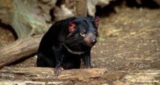 Учени дешифрираха за първи път генома на застрашения Тасманийски дявол