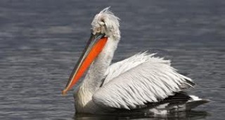 14 къдроглави пеликани потърсиха убежище в района на русенското пристанище