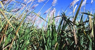 Кризата остави необрана захарна тръстика в Бразилия