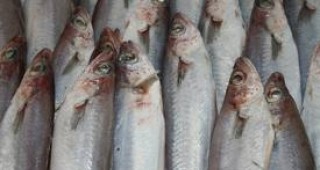 В Пловдив е била открадната над един тон замразена риба