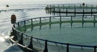 В Кубрат ще бъде изградена ферма за отглеждане на бяла риба