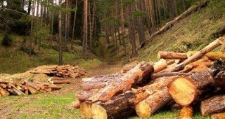 Няма продадени дърва за огрев през Софийска стокова борса