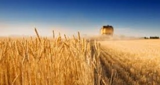 Пшеницата от тазгодишната реколта се очаква да бъде по-скъпа заради по-малкия добив