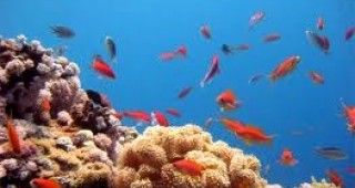 В партньорство с Google ще се извърши първото подробно проучване на кораловите рифове